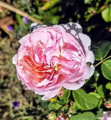 Highclere Castle by null