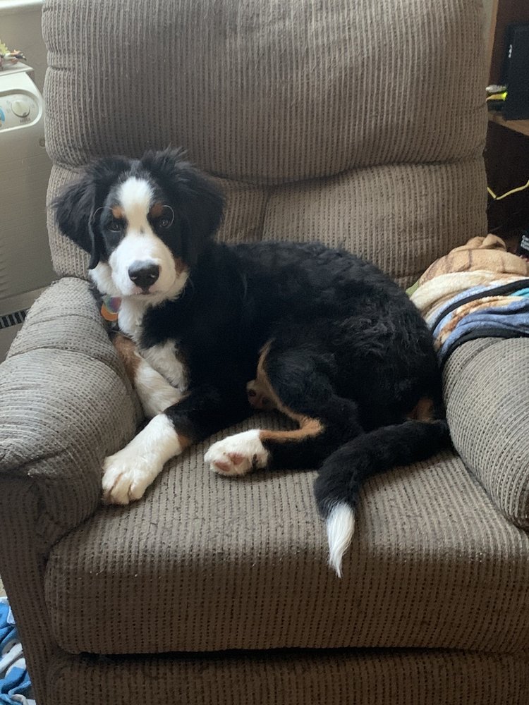 PETLAND DAYTON BEAVERCREEK Updated August 2024 2451 Lakeview Dr