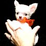 Photo of Tiffany Chihuahuas
