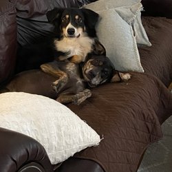 Duke Animal Clinic LLC - Cheerio & Pebbles