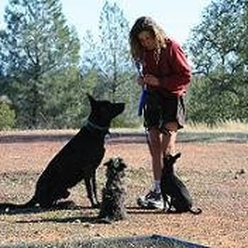 Dog Heelers - Dog Walkers Near Me - Castro Valley, California Dog Heelers - Dog Walkers Near Me - Castro Valley, California