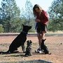 Photo of Dog Heelers