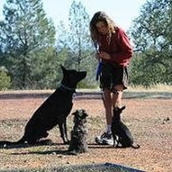 Dog Heelers