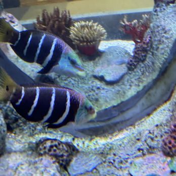 Aquarium At The Boardwalk - Fish - Aquariums Near Me - Branson, Missouri