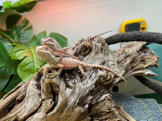 pet supplies plus bearded dragon