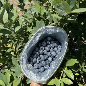 Temecula Berry - I brought a tin pail for photo opp - Farms Near Me - Temecula, California