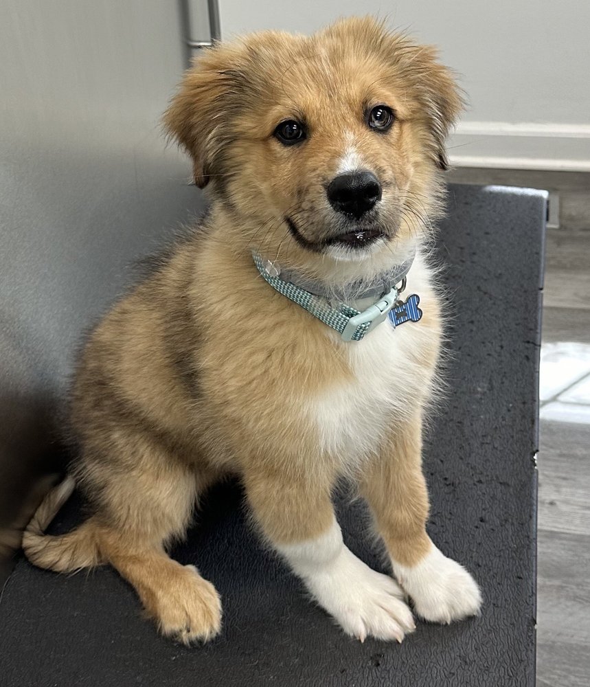 Fur-Ever Paws Dog Rescue Image