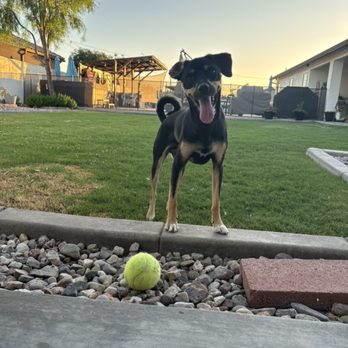 Cute & Cuddly Pet Care - Play time is the best time - Dog Walkers Near Me - Laughlin, Nevada Cute & Cuddly Pet Care - Play time is the best time - Dog Walkers Near Me - Laughlin, Nevada