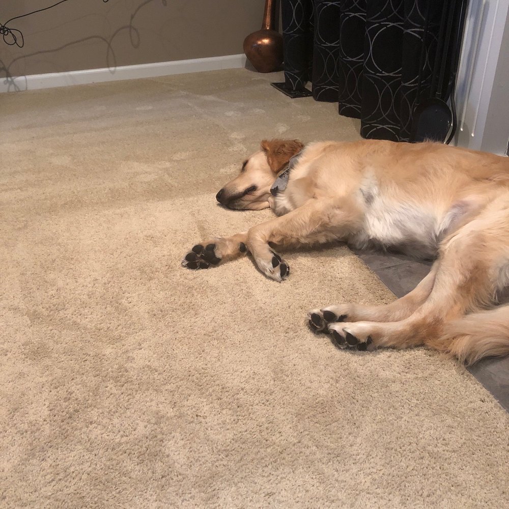 Modernistic - Puppy approved - Carpet Cleaning Near Me - Troy, Michigan Modernistic - Puppy approved - Carpet Cleaning Near Me - Troy, Michigan