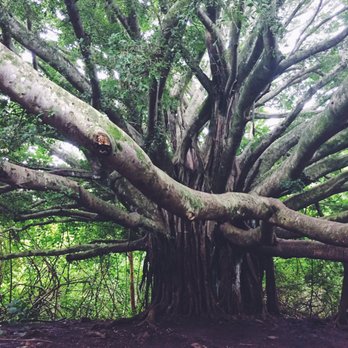 Pipiwai Trail - Tree of life - Hiking Near Me - Hana,, Hawaii