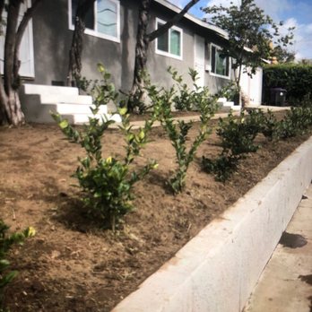 Jimmie's Tree Service - Before picture #2 - Tree Services Near Me