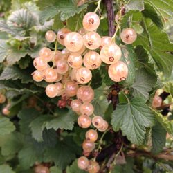 The Juicy Blue U-Pick Berry Farm - White currants