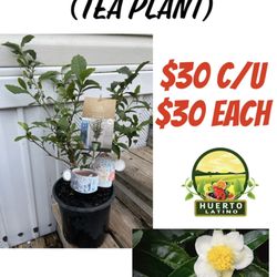 Huerto Latino - Tea Plant (Planta Té Verde)
