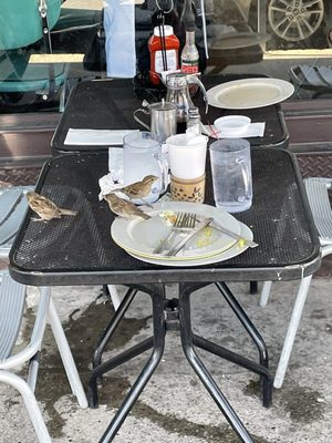 Pamela's Diner by null