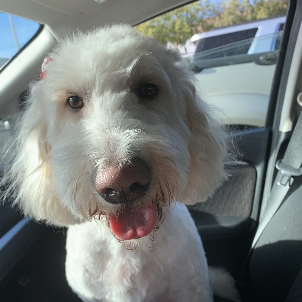 PetSmart - Pet Training Near Me - Gainesville, Virginia PetSmart - Pet Training Near Me - Gainesville, Virginia