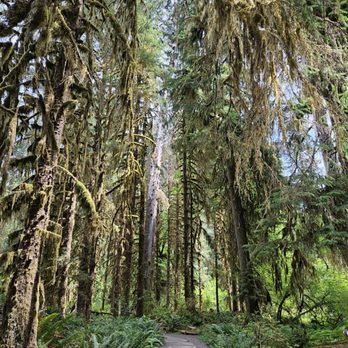 HOH RAINFOREST - Updated June 2025 - 672 Photos & 72 Reviews - 18113 ...