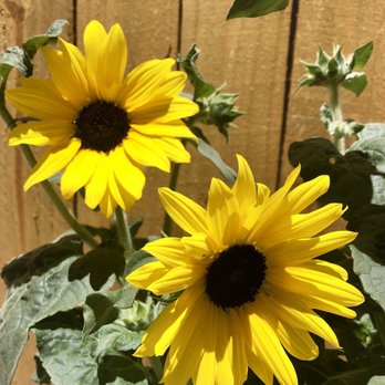 Riverside Rv Park - Always blooming flowers in season - RV Parks Near Me - Ruidoso, New Mexico Riverside Rv Park - Always blooming flowers in season - RV Parks Near Me - Ruidoso, New Mexico