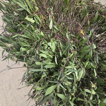 Diamante - Dying/dead shrub - Golf Near Me - Cabo San Lucas, BCS Diamante - Dying/dead shrub - Golf Near Me - Cabo San Lucas, BCS