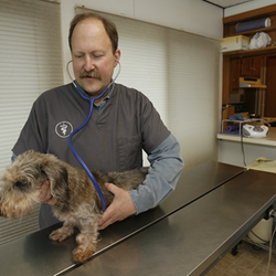 Remrock Farms Veterinary