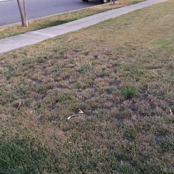 Flores Gardening - Front yard dead cuz broken Sprinklers - Gardeners Near Me Flores Gardening - Front yard dead cuz broken Sprinklers - Gardeners Near Me