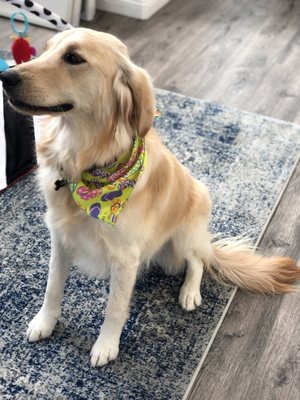 bonnie's pampered pets