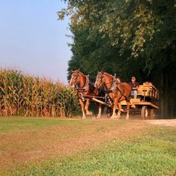 Sissons' Pumpkin Patch - Horse-drawn Wagon Rides.