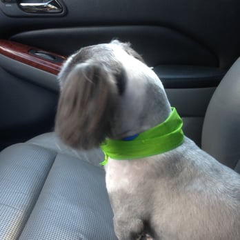 Pet Studio - Grooming & Boarding - Look how even it is! Not a lump or hair out of place. - Pet Groomers Near Me - Buford, Georgia