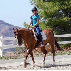 Jack, one of LRD's lesson horses