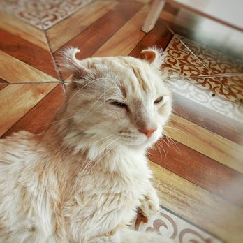 Velvet Friends Cat Cafe - Cafes Near Me - Pasay, NCR