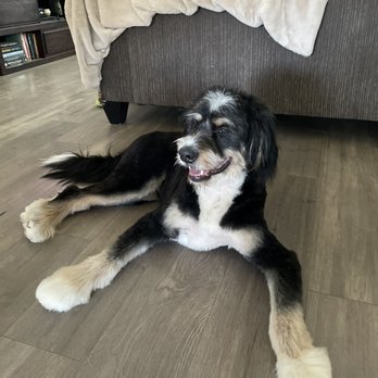 The Pampered Pet - After! - Pet Groomers Near Me - Palm Desert, California The Pampered Pet - After! - Pet Groomers Near Me - Palm Desert, California