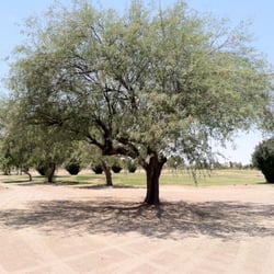 Ajo Golf Course - Skins tree.
