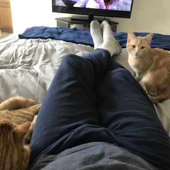 PAWS of Coronado - Just hanging out with the kittens. - Animal Shelters Near Me - Coronado, California