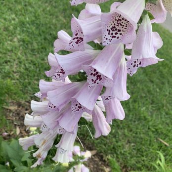 Evelyn's Park - Mindful Monday Morning - Parks Near Me - Bellaire, Texas Evelyn's Park - Mindful Monday Morning - Parks Near Me - Bellaire, Texas