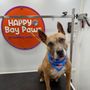 Happy Bay Paws