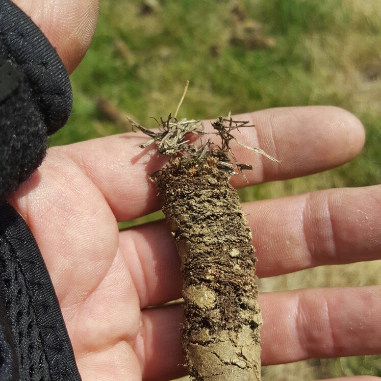 SOUTHEAST LAWN & LANDSCAPE Updated September 2024 25 Photos 7779