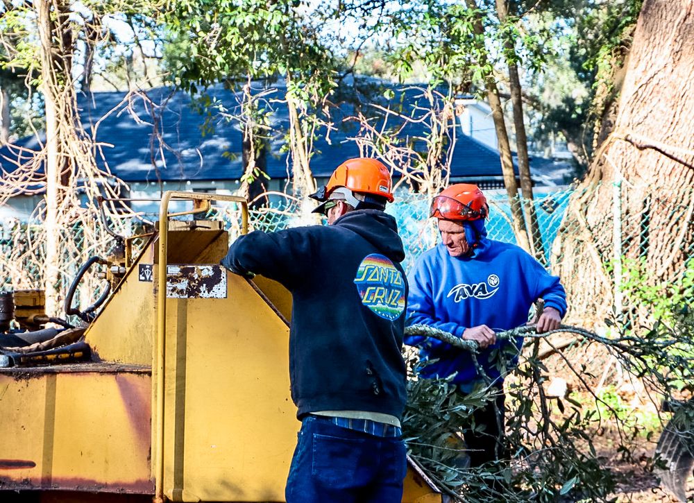 Rodney Willis Florida Tree Service - tree service in Jacksonville, FL