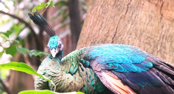 Central Park Zoo by null