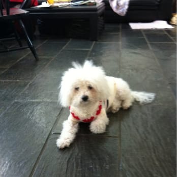 Homemade Doggy Dinners - This is Ricci - my 16 year old Bichon - Pet Services Near Me