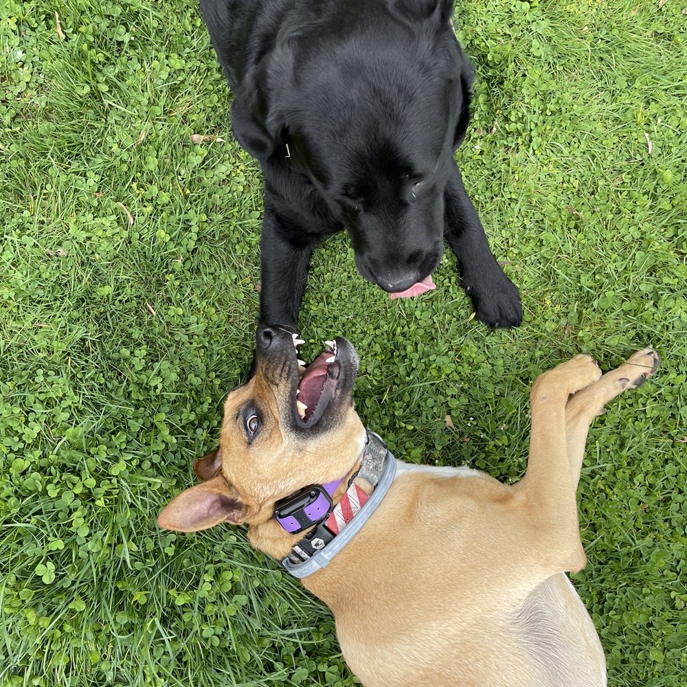 K9one LLC @ Stonehill Kennel - Pet Sitting Near Me - Goshen, Connecticut K9one LLC @ Stonehill Kennel - Pet Sitting Near Me - Goshen, Connecticut