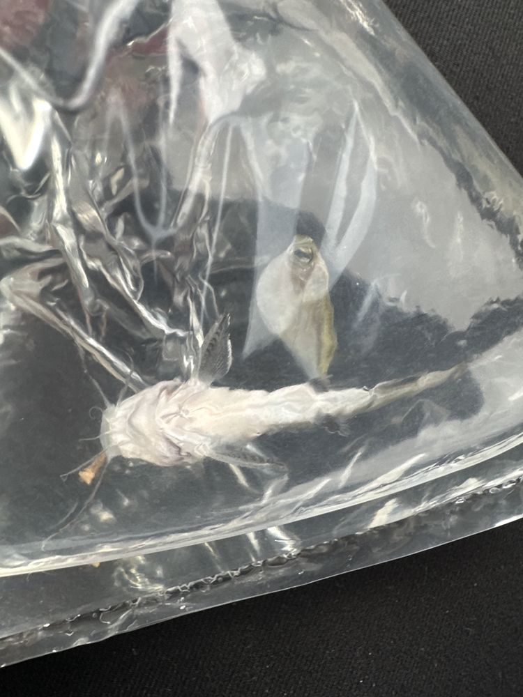 Some Things Fishy Image