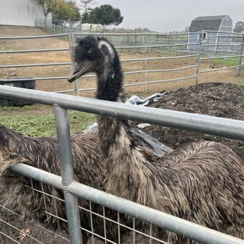 American Made Farm Sanctuary - Petting Zoos Near Me - Petaluma, California