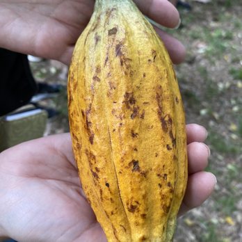 21 Degrees Estate - Cacao pod - Tours Near Me - Kaneohe, Hawaii 21 Degrees Estate - Cacao pod - Tours Near Me - Kaneohe, Hawaii