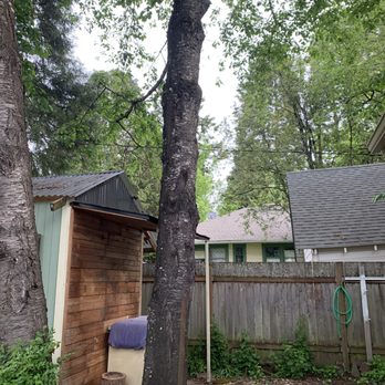 A-1 Ron's Stump & Tree Removal - tree 3 before - Tree Services Near Me - Springfield, Oregon A-1 Ron's Stump & Tree Removal - tree 3 before - Tree Services Near Me - Springfield, Oregon