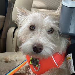 I trimmed her up good! And their products left her coat silky and fresh. Not too bad!