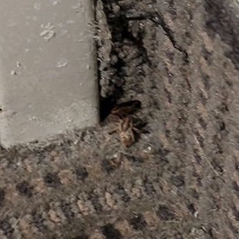 Sleep Inn Historic - Bugs and spiders on carpet corners of our room - Hotels Near Me - Williamsburg, Virginia Sleep Inn Historic - Bugs and spiders on carpet corners of our room - Hotels Near Me - Williamsburg, Virginia