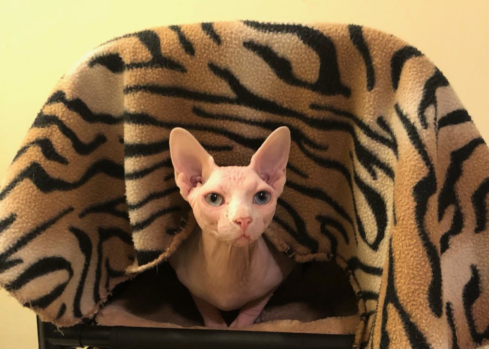 PARADISE ANIMAL CLINIC Updated September 2024 26 Photos & 31 Reviews 3300 W 84th St