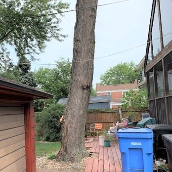 Smitty's Tree Service - Same tree, from farther back.  No branches until about 25' above. - Landscaping Near Me - Alsip, Illinois