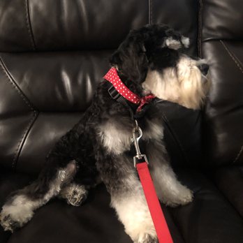 big and small dog grooming