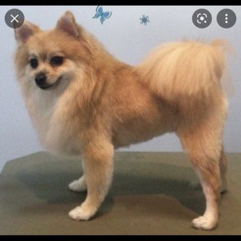 Norma PetCare - This is the picture I sent to Norma for my dog to be groomed like. - Pet Groomers Near Me - Houston, Texas Norma PetCare - This is the picture I sent to Norma for my dog to be groomed like. - Pet Groomers Near Me - Houston, Texas