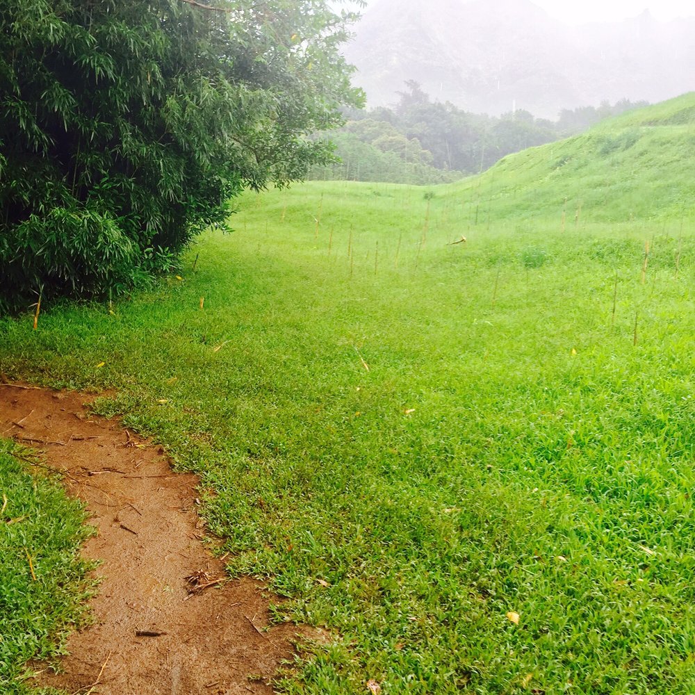 Lulumahu Falls - Exiting the bamboo forest. Hiked up the green hill to see the picture perfect view 06/2015 - Hiking Near Me - Honolulu, Hawaii Lulumahu Falls - Exiting the bamboo forest. Hiked up the green hill to see the picture perfect view 06/2015 - Hiking Near Me - Honolulu, Hawaii